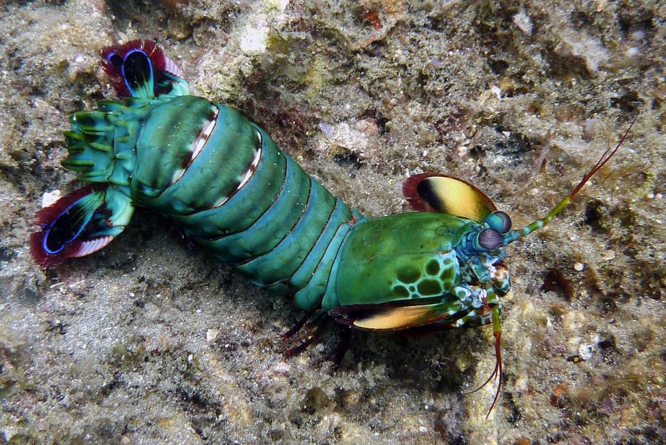  p>雀尾螳螂虾(学名: i>odontodactylus scyllarus /i>):是软甲纲,齿