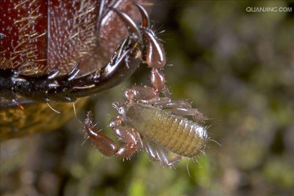  p>伪蝎:pseudoscorpionida本目动物因 a href="#" data-lemmaid="