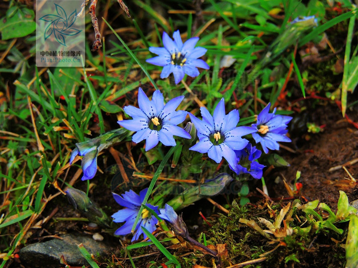 gentiana arethusae var. delicatula