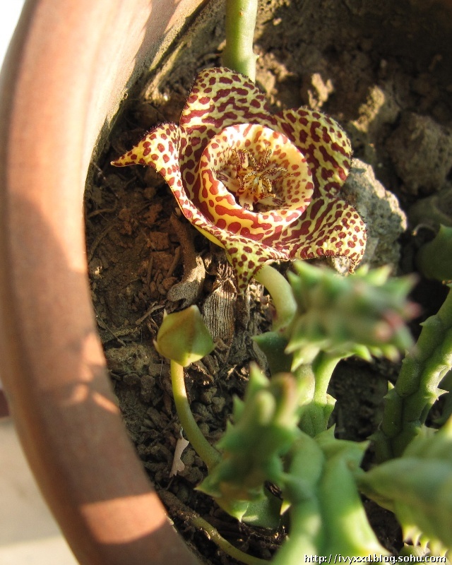 f.) ker-gawl.)是鸢尾科虎皮花属植物,球根花卉,高40～60厘米.