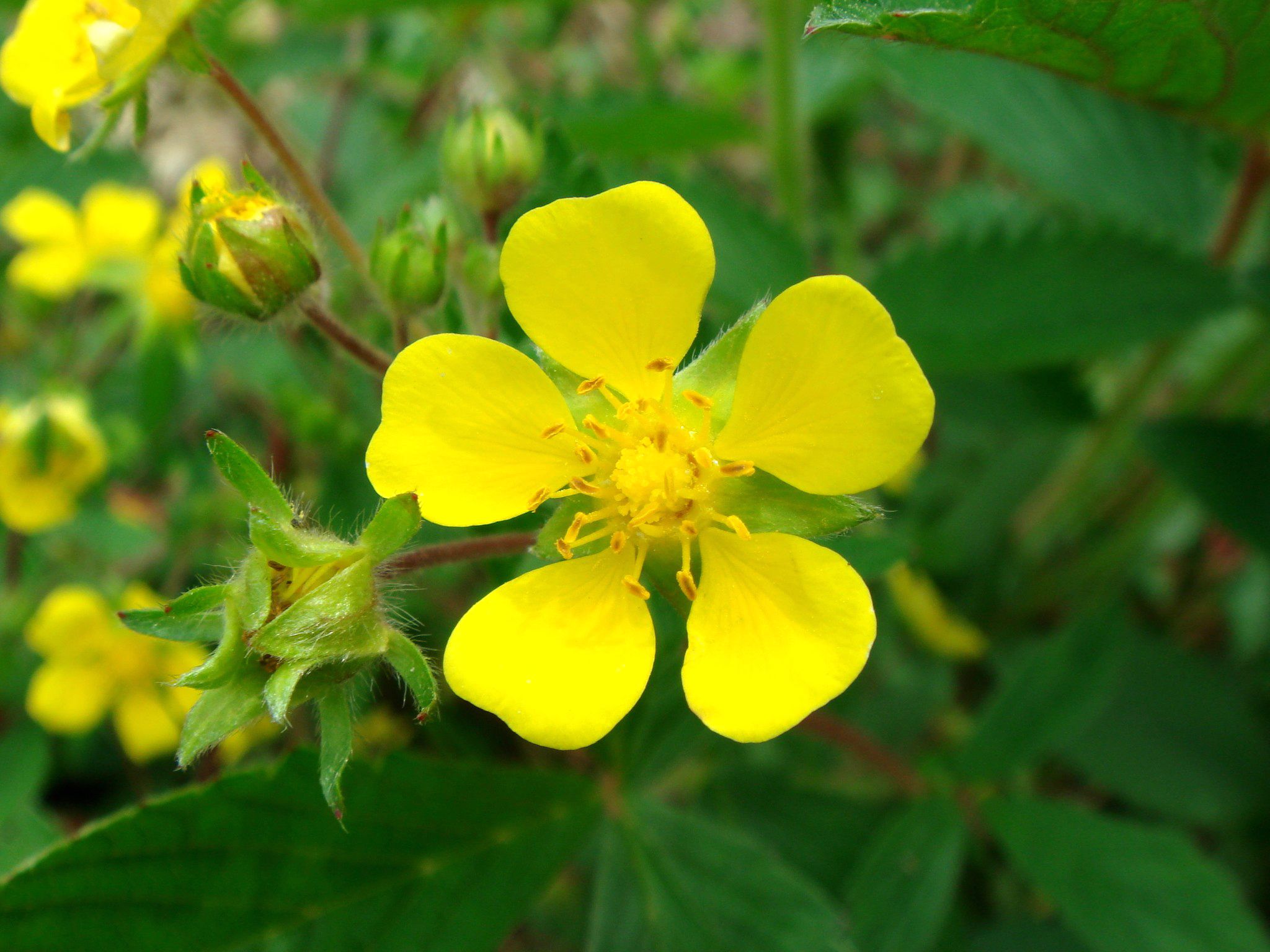 莓叶委陵菜(变种)