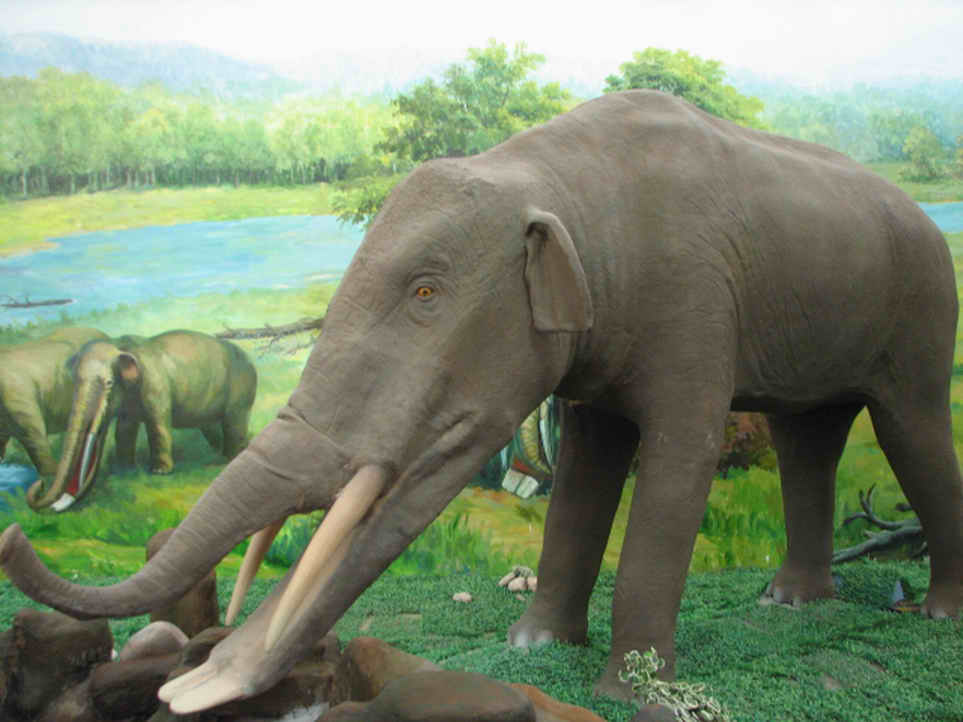  p>铲齿象是属于嵌齿象科的一种象类.