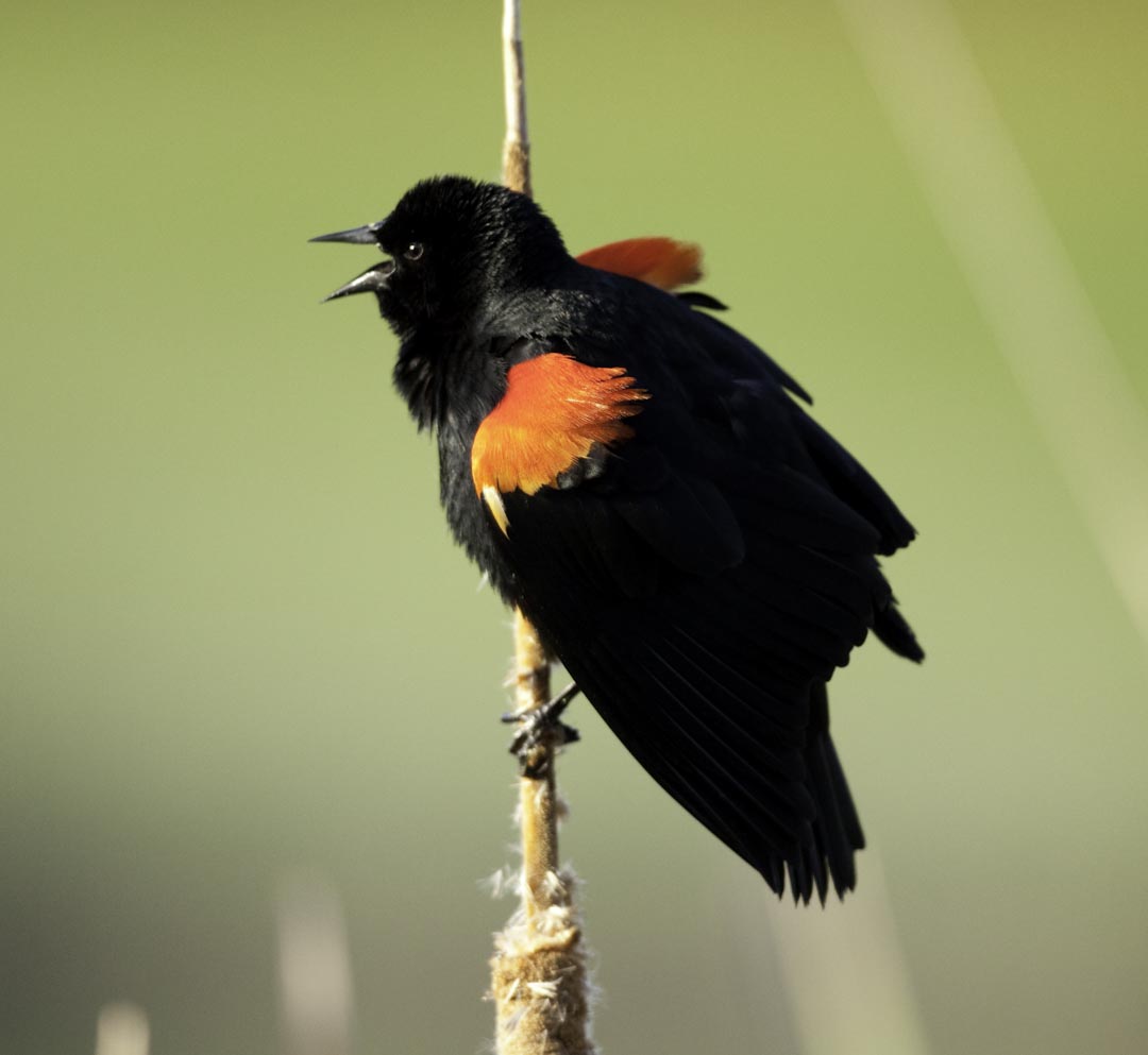 体长19-24厘米,翼展30-37厘米,体重65克,春天雄鸟羽色翅膀上端橘红色