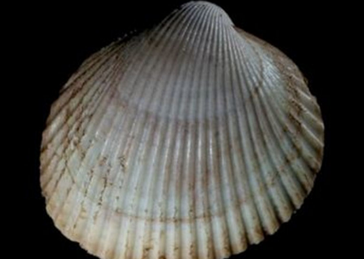 加利福尼亚扁鸟蛤