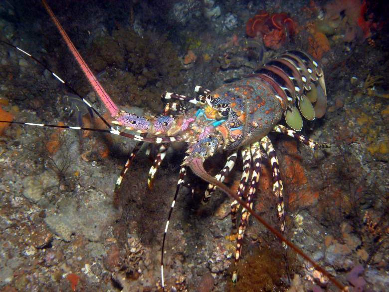  p>锦绣龙虾( i>panulirus ornatus /i>)为 a target="_blank" href="