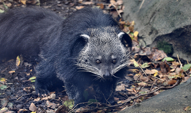  p>熊狸(学名: i>arctictis binturong /i>)别名熊灵猫,为灵猫科下的