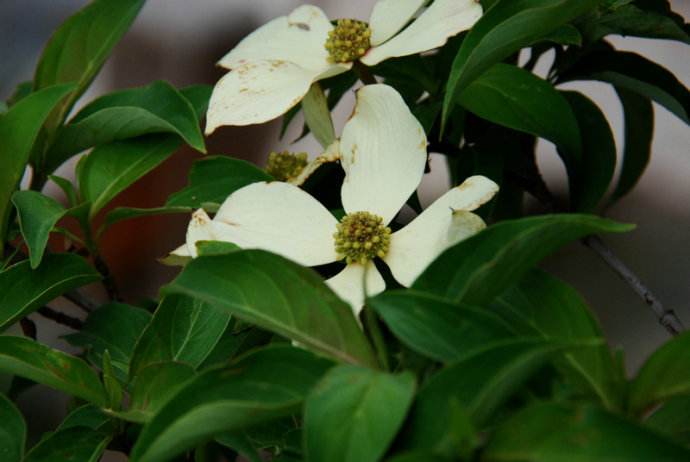  /i>)是山茱萸科四照花属植物,常绿乔木,稀灌木,高3-15米,稀达20米.