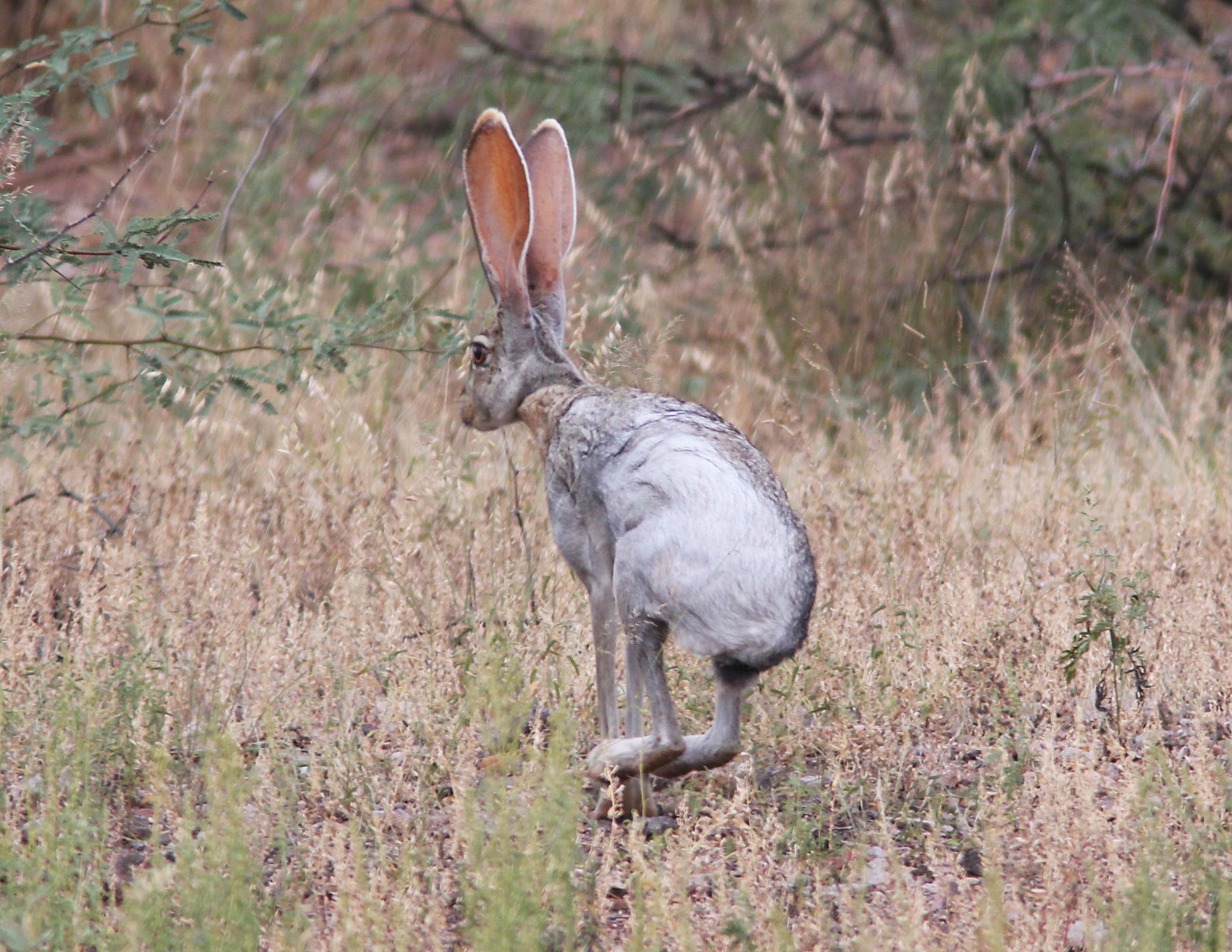  p>羚羊兔(学名: i>lepus alleni /i>)是兔科,兔属动物.