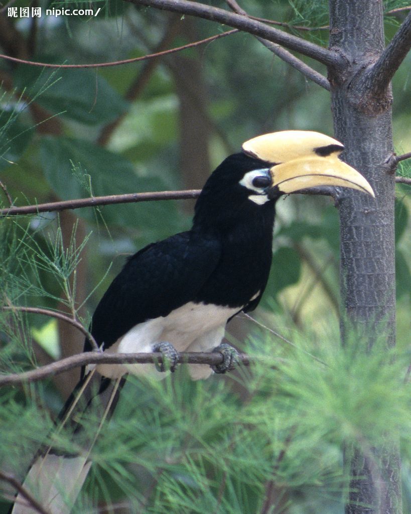  p>犀鸟( i>anthracoceros albirostris /i>)是一种奇特而珍贵的大型