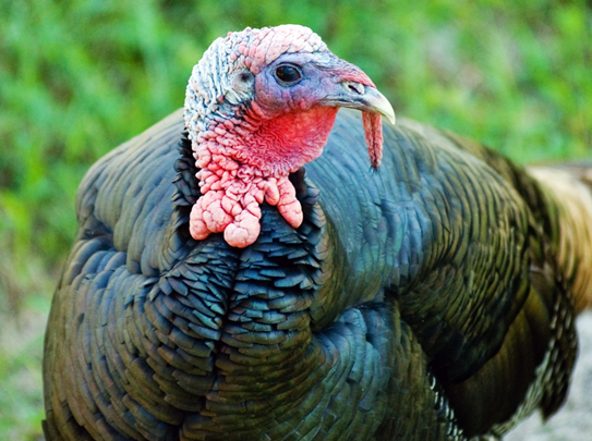  p>火鸡佛罗里达州亚种是火鸡的一个亚种,体长110～115厘米.