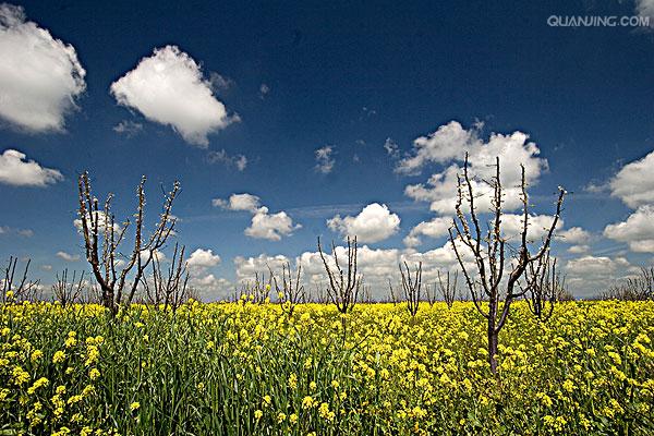  p>芥菜(学名: i>brassica juncea /i>   (l.) czern. et coss.