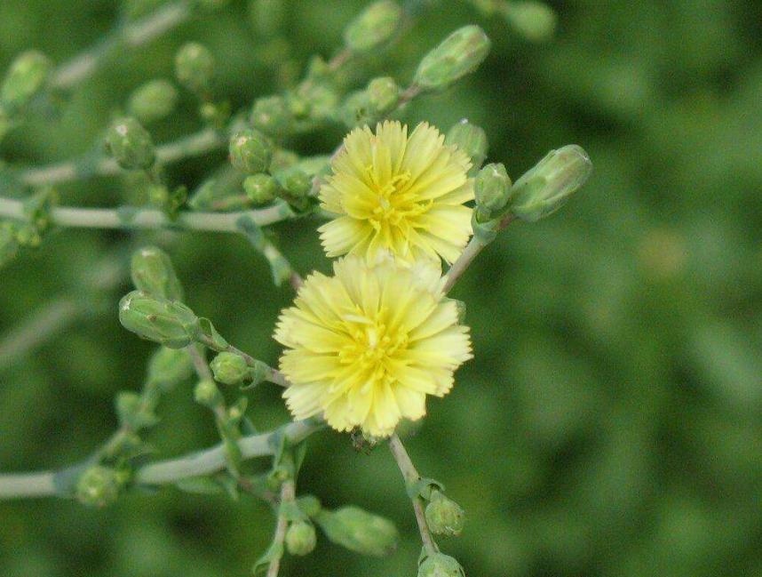  p>莴笋花(学名: i>costus lacerus /i> gagnep)是姜科,闭鞘姜属