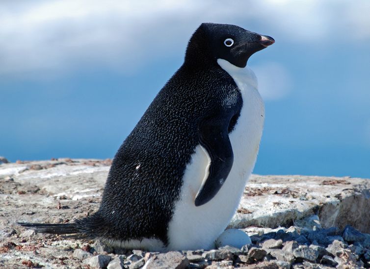  p>阿德利企鹅(学名: i>pygoscelis adeliae /i>)在 a target="_blank