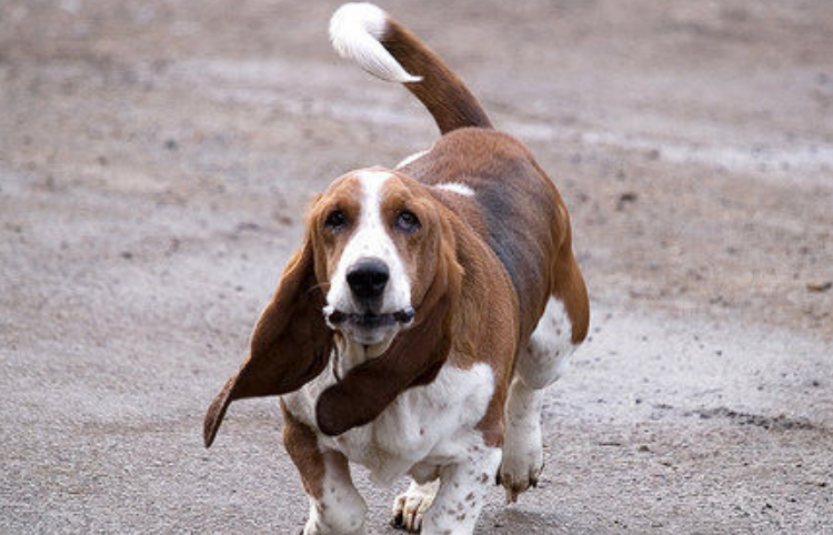 巴赛特猎犬
