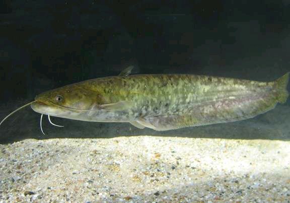  p>越南鲇( i>silurus cochinchinensis /i>&nbsp;cuvier et