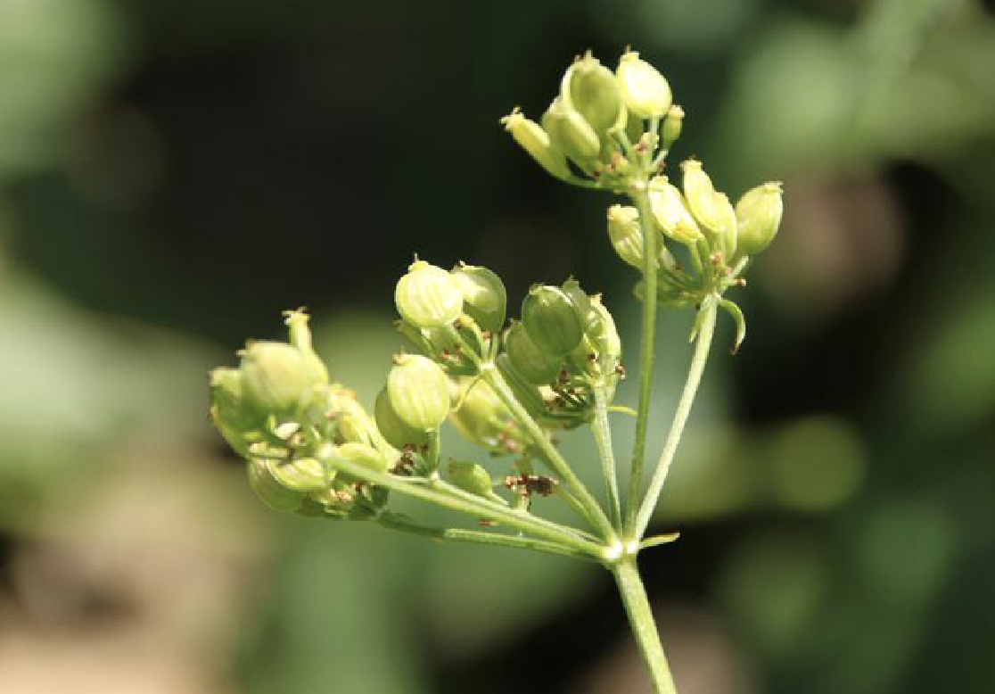  p>欧防风(学名: i>pastinaca sativa /i> l.)是伞形科欧防风属植物.