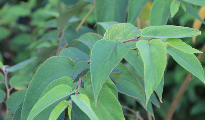  p>黄麻属(学名: i>corchorus l.