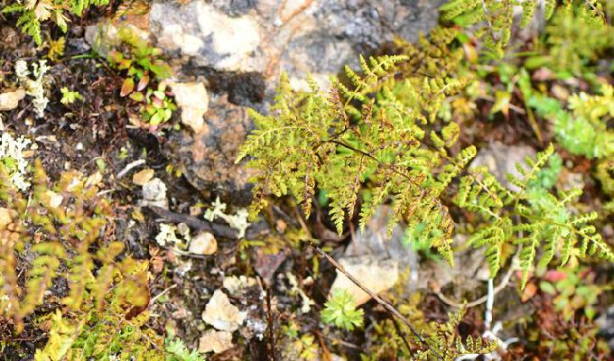  p>冷蕨属(学名:cystopteris)是蹄盖蕨科下一个属,本属现知有20多种和