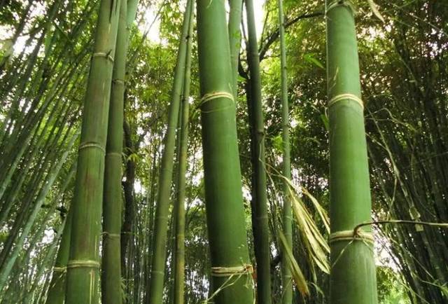  p>版纳甜龙竹(学名: i>dendrocalamus hamiltonii  /i>nees et arn.