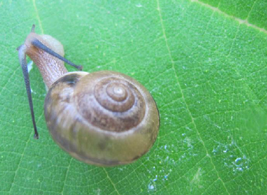 蜗牛壳