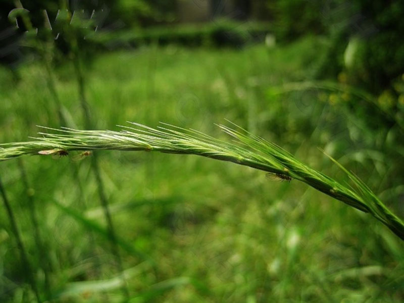 roegneria japonensis (honda) keng