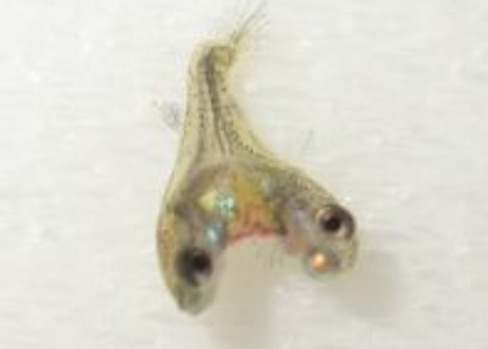 ="/item/鱼类/524517" data-lemmaid="524517">鱼类 /a>,名叫双头鳟