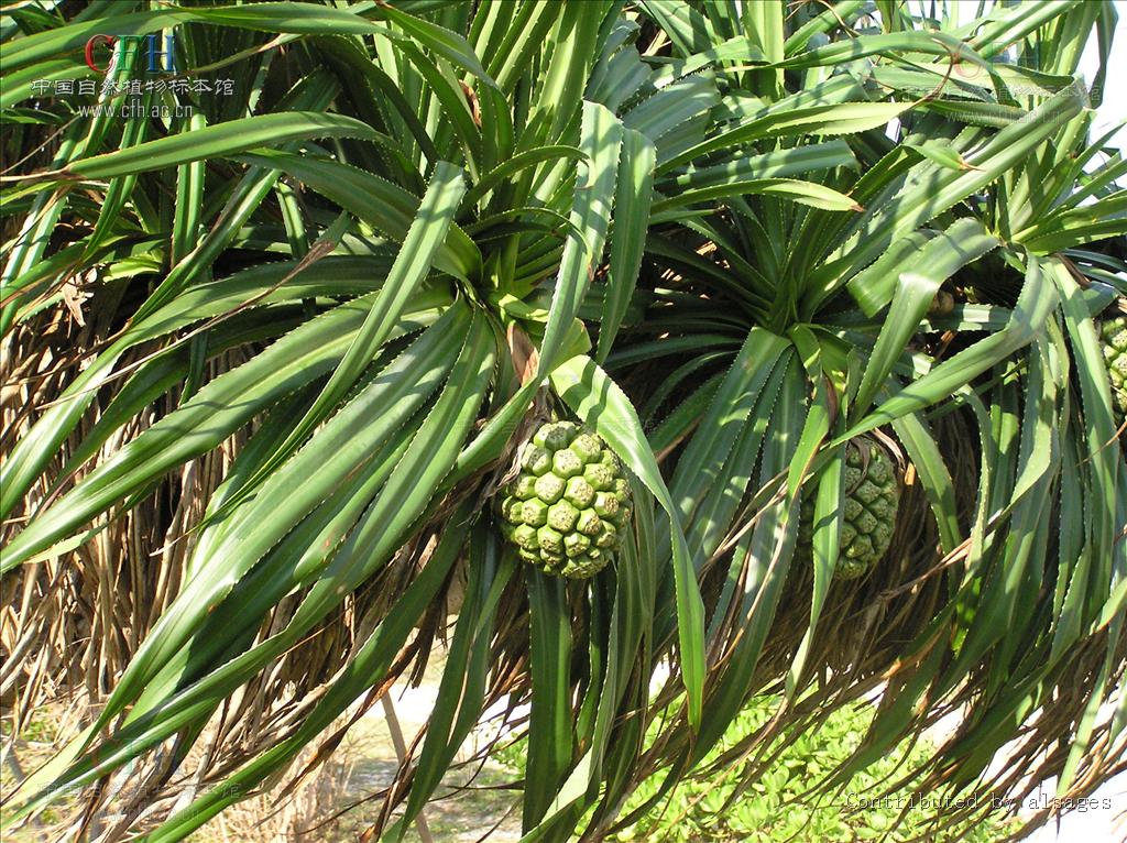 tectorius /i> parkinson)是露兜树科露兜树属的常绿分枝灌木或小乔木