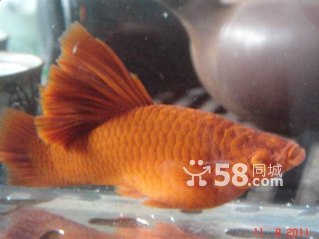  p>红箭高鳍繁殖是胎生鱼,大鱼尾巴后红红的一条就是正在生出来的小鱼