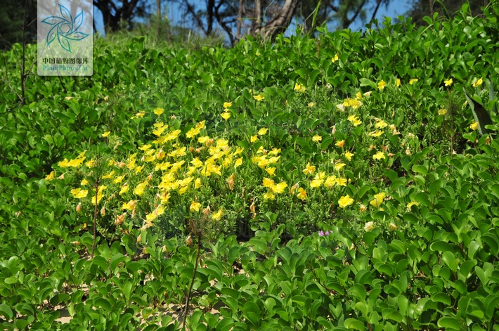  p>海边月见草(学名:oenothera drummondii hook.
