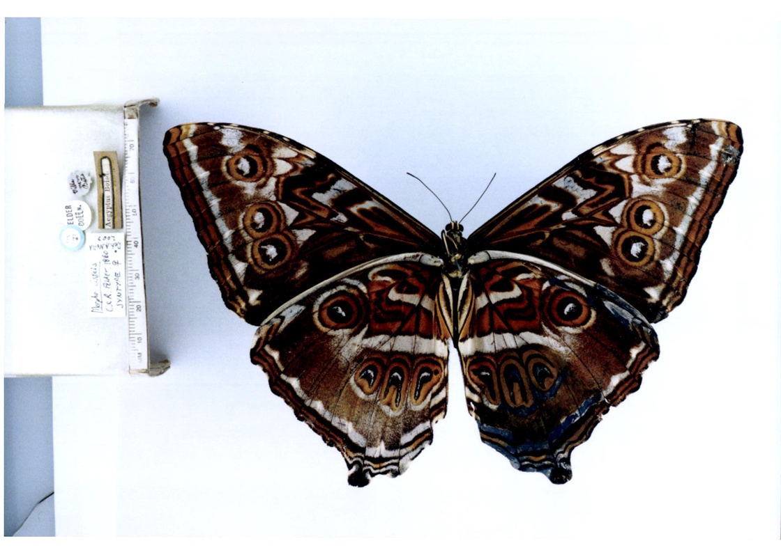 月神闪蝶指名亚种