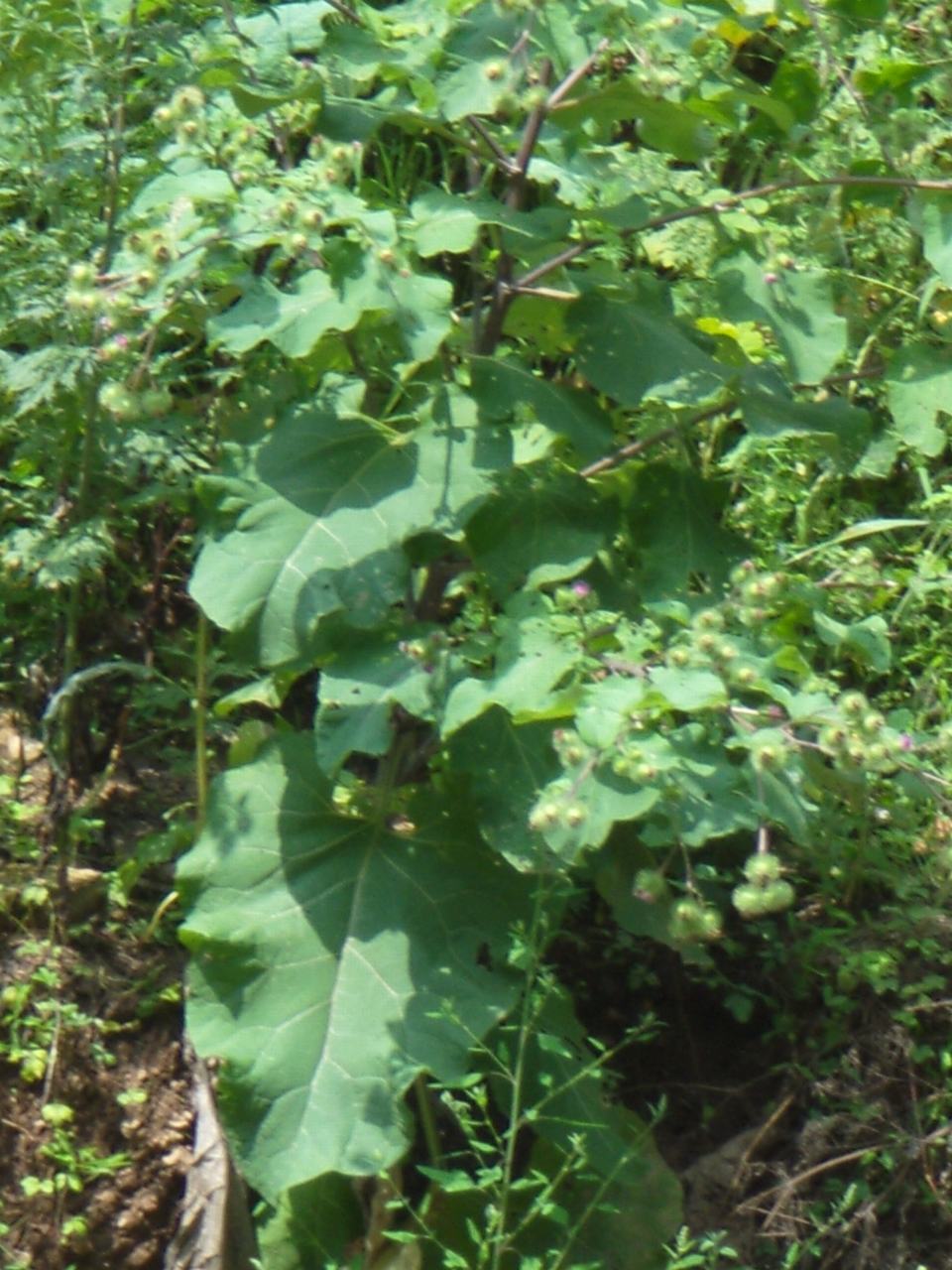  p>牛蒡根,中藥名.為菊科植物牛蒡 i>arctium lappa /i>l.的根.