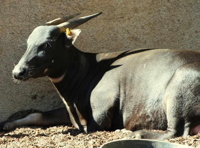  p>山地水牛(学名: i>bubalus quarlesi /i>):是偶蹄目,牛科,水牛属中