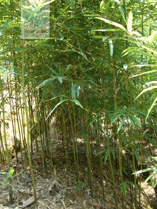  p>肾耳唐竹(学名:sinobambusa nephroaurita c.d.
