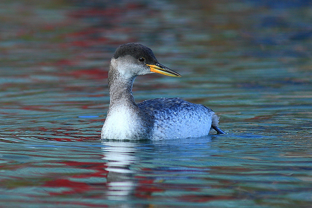  p>赤颈鸊鷉(pìtī)( a target="_blank" href="/item/学名/8074290"