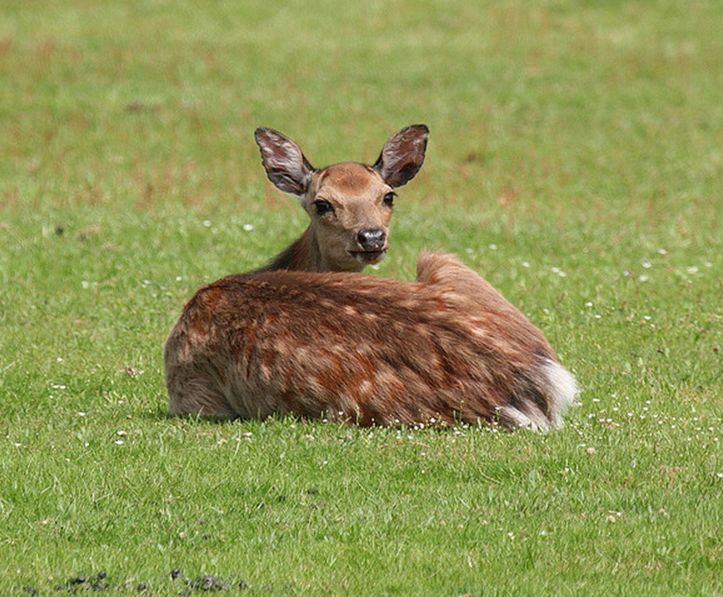  p>梅花鹿(学名: i>cervus nippon /i>)是一种中小型鹿,体长125至145