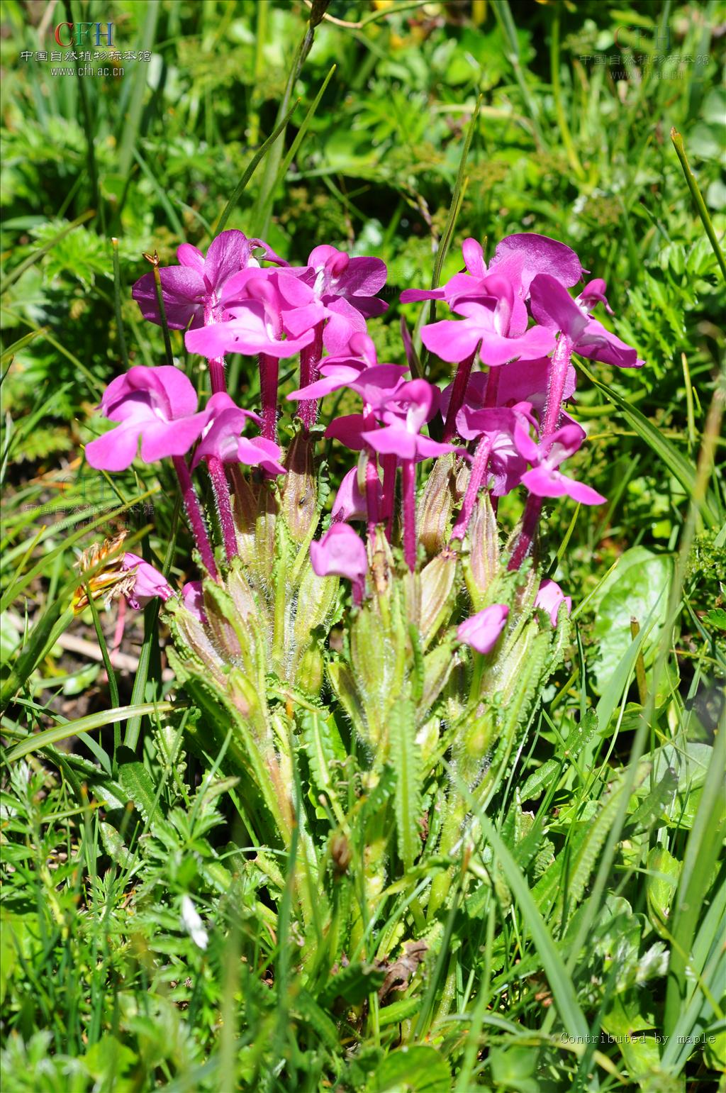  p>普氏马先蒿(学名: i>pedicularis przewalskii /i>)是 a target="