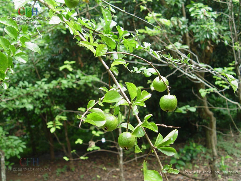 山石榴属
