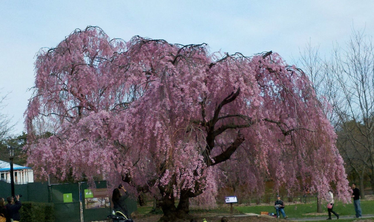 ">美国垂枝红樱是美国的 a target="_blank" href="/item/樱花/70387"