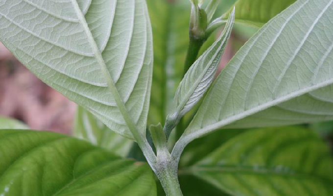  /b>(学名: i>urophyllum /i>)是茜草科下的一个属,为乔木或灌木植物