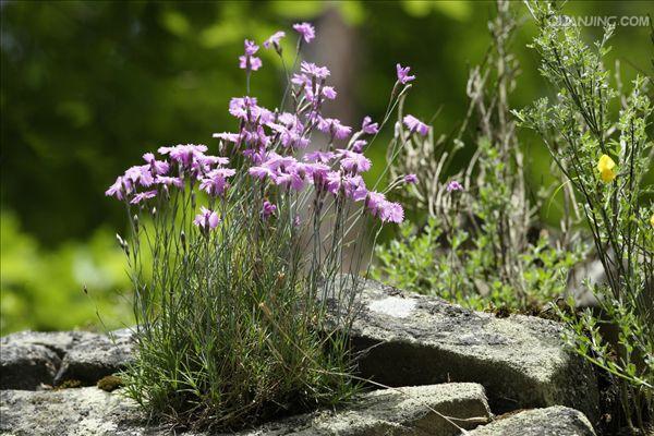  p>石竹,别名:兴安石竹,北石竹,钻叶石竹,蒙古石竹,丝叶石竹,高山石竹