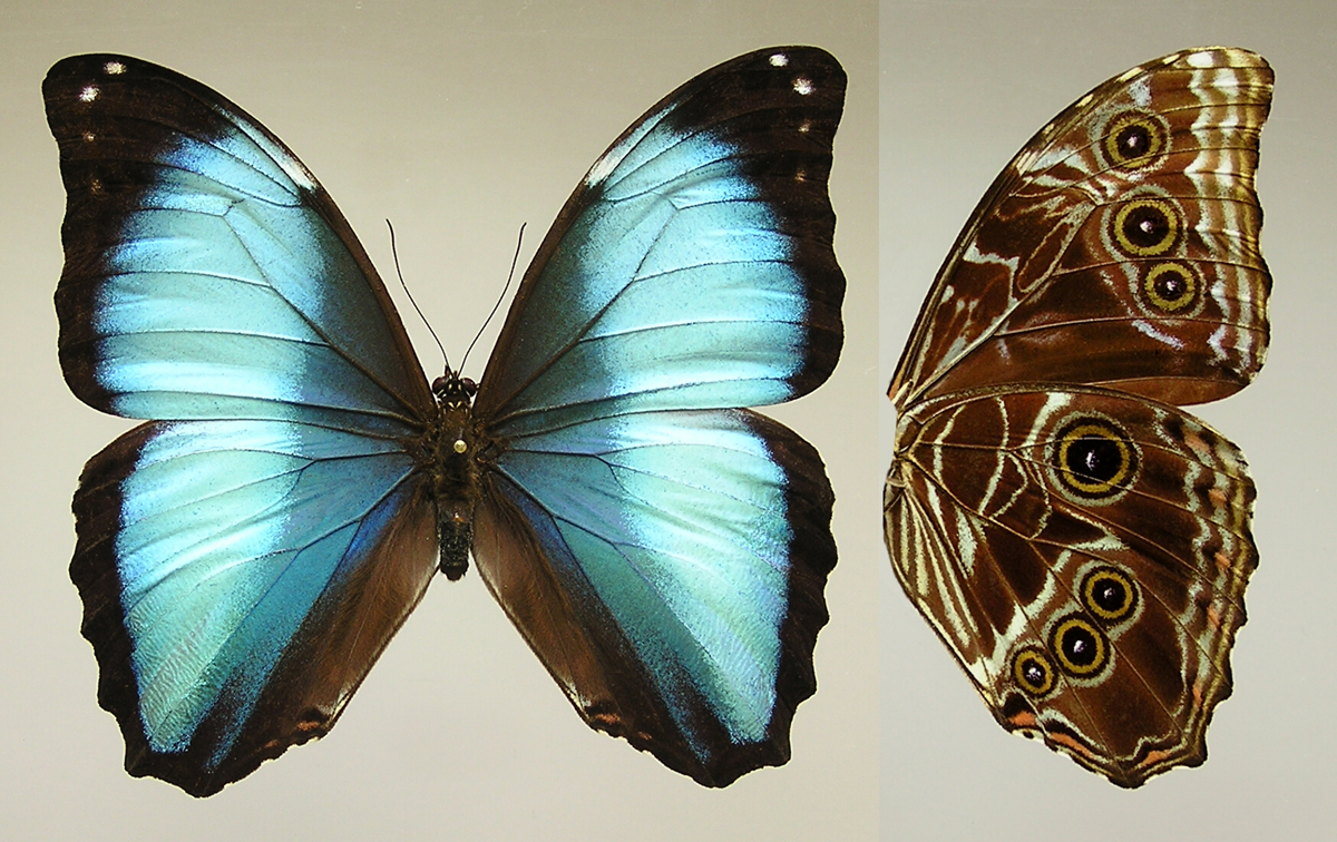  p>梦幻闪蝶(学名: i>morpho deidamia /i>):是昆虫纲,蛱蝶科的物种.