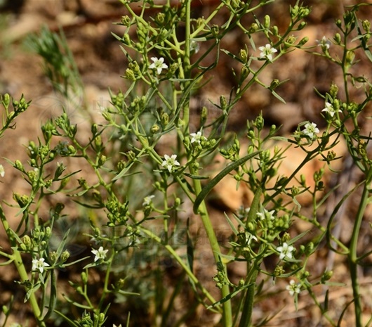  p>长叶百蕊草〔学名: i>thesium longifolium /i> turcz.