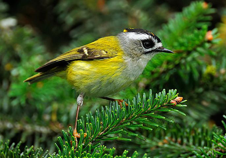  p>台湾戴菊(学名: i>regulus goodfellowi /i>)为 a href="#">戴菊科