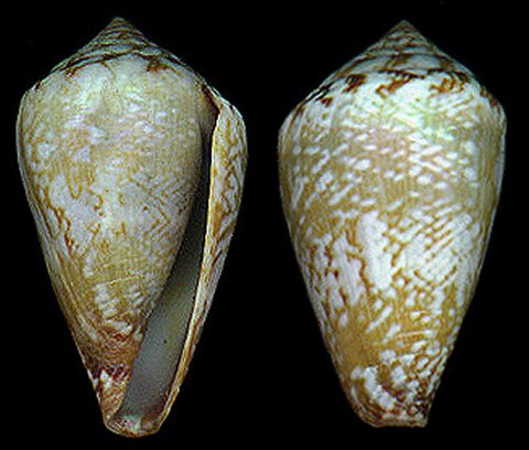  p>重妆夫人芋螺是芋螺科芋螺属的一种 a href="#">贝类 /a>动物,生活