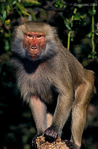  p>狒狒(学名: i>papio /i>):灵长目 a target="_blank" href="/item