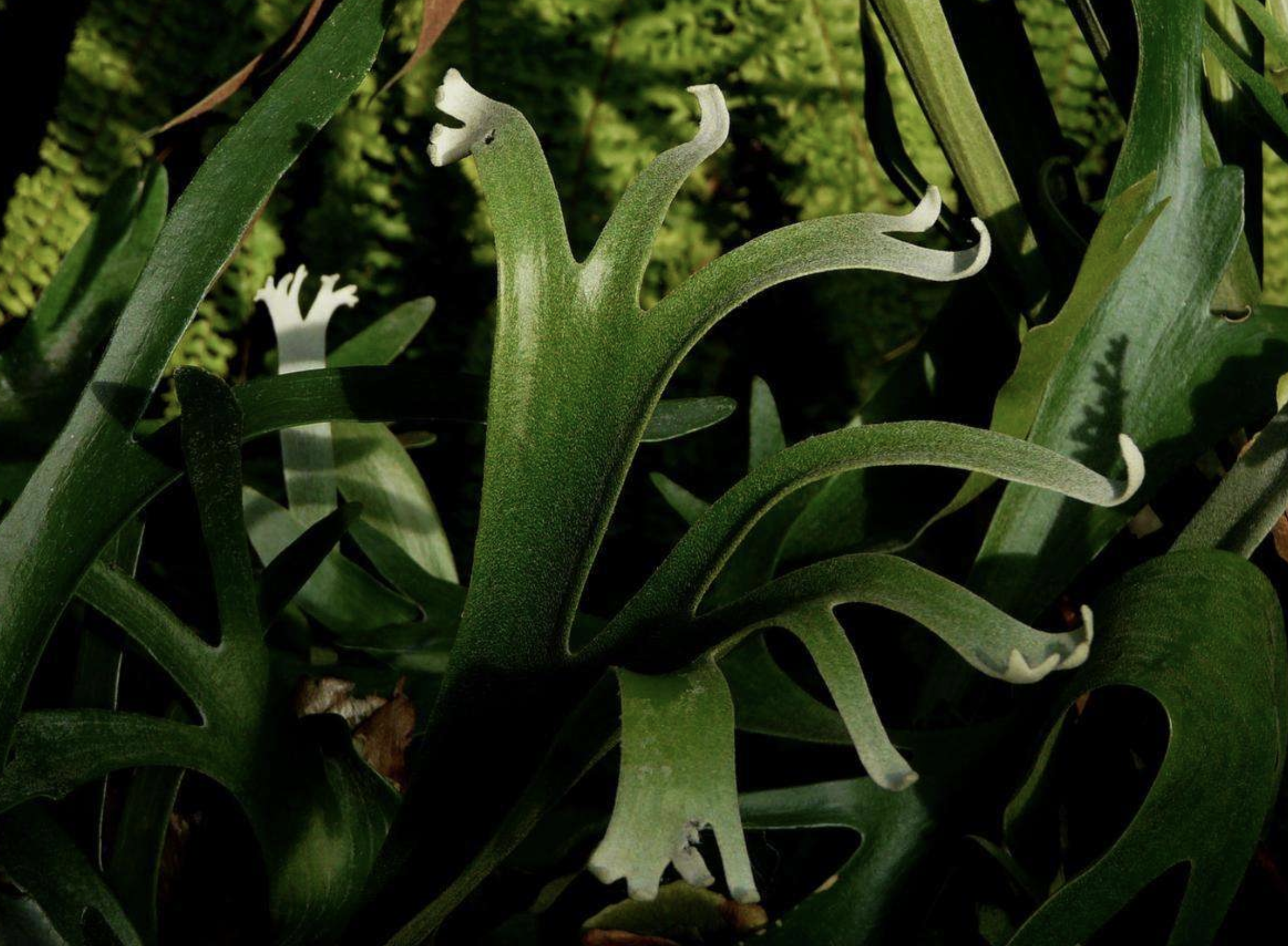  p>二歧鹿角蕨(学名: i>platycerium bifurcatum /i> (cav.) c. chr.