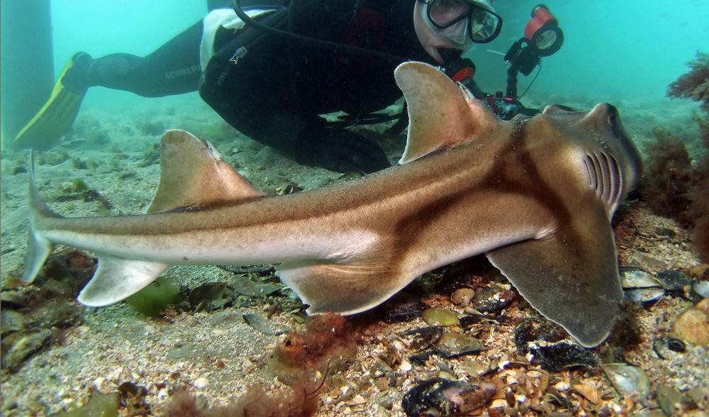  p>角鲨指的是 a href="#" data-lemmaid="3516708">脊索动物门 /a>