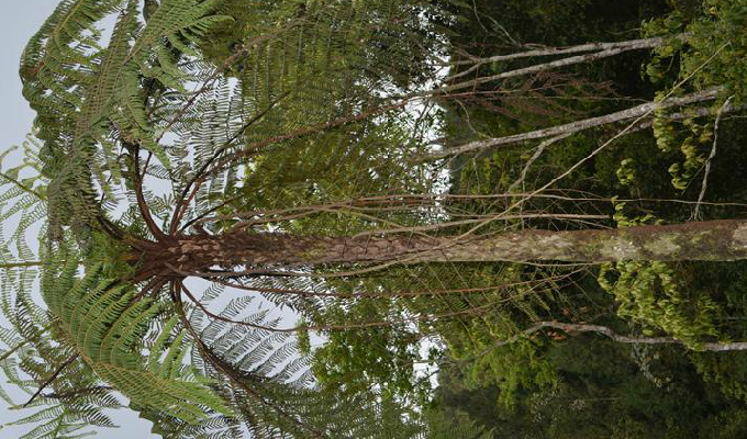  p>桫椤属,桫椤科植物,植株为乔木状或灌木状,主茎短而不露出地面或稍