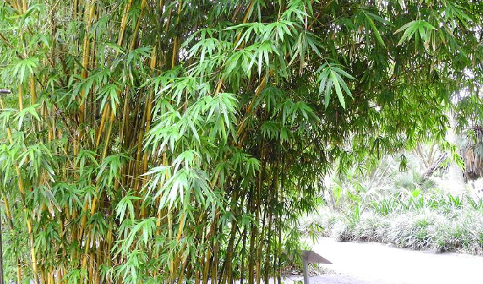  p>大眼竹( a href="#" data-lemmaid="8074290">学名 /a>:bambusa eu