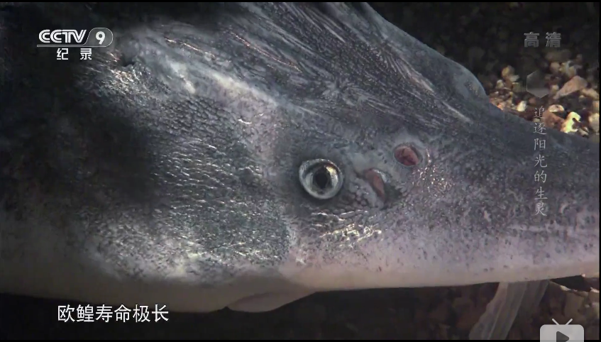 data-lemmaid="3187656">欧洲鳇),寿命极长,最长能达100多年